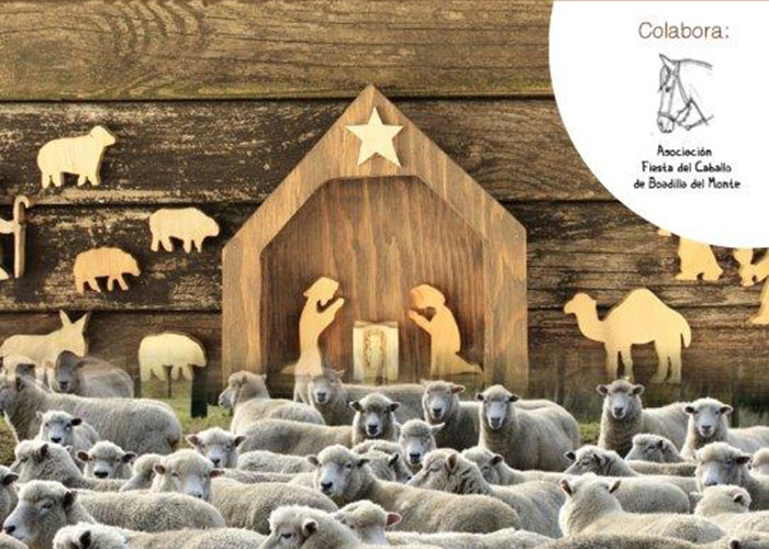 Las ovejas llegarán a Boadilla el próximo día 22 y formarán parte del tradicional Belén viviente