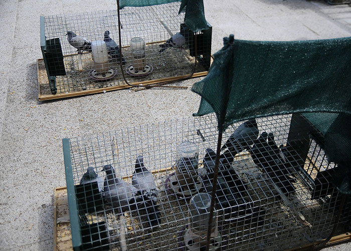 Campaña periódica de control de palomas en Boadilla