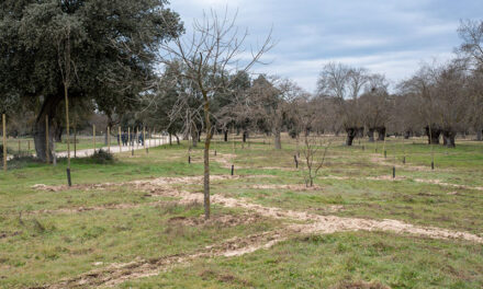 <strong>Finaliza la plantación de mil fresnos en la vega del Arroyo de la Fresneda</strong>