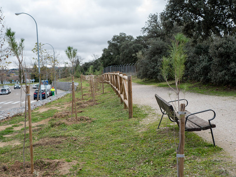 El Ayuntamiento de Boadilla planta 280 pinos en el entorno de la vía pecuaria que pasa por Condesa de Chinchón y Pedro Valdivia