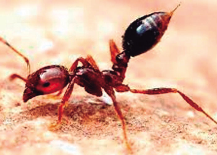 La peligrosa hormiga de fuego