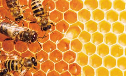 Sobre abejas y las celdas de los panales