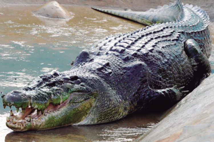 Lolong, el cocodrilo más grande del mundo - Boadilla - Pozuelo