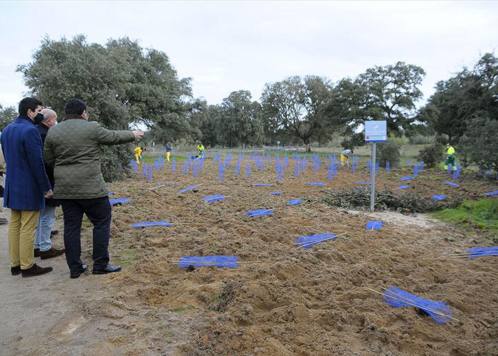 Boadilla plantará más de 30.000 árboles y arbustos para regenerar diversas zonas del monte
