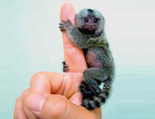 El mono más pequeño del mundo