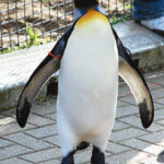 Un pingüino es el Coronel en Jefe de la Guardia Real Noruega
