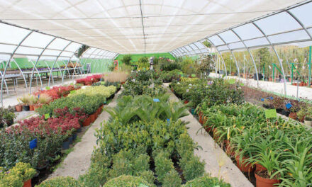 Horticultura Ventosa de Pisuerga. Donde las plantas reciben el mismo cariño que los clientes que las adquieren