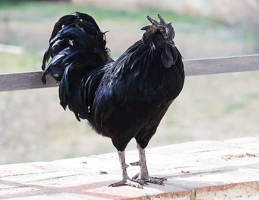Pollos sacados del “lado oscuro”