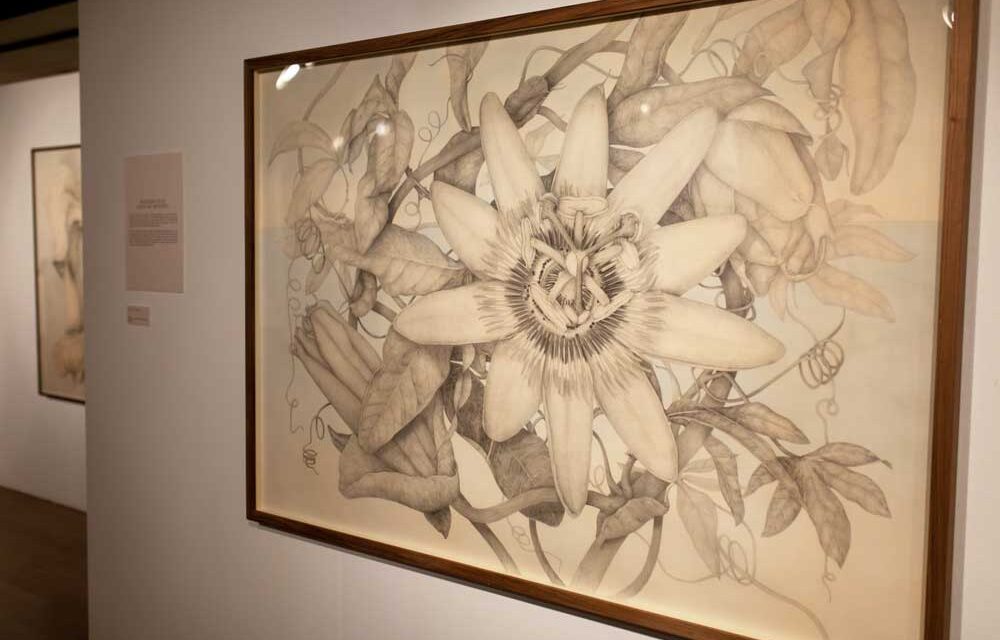 El Espacio MIRA de Pozuelo de Alarcón expone “La Naturaleza al detalle” de la artista Marta Chirino