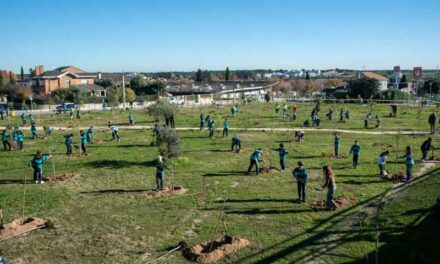 Un centenar de escolares plantan 200 pinos en la zona verde de la calle Monte Amor