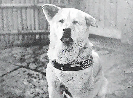 Hace 100 años (Noviembre 1923): Nace Hachiko, el perro fiel
