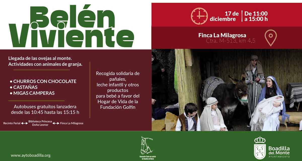 Las ovejas vuelven a la finca de La Milagrosa para acompañar al Belén viviente el próximo domingo