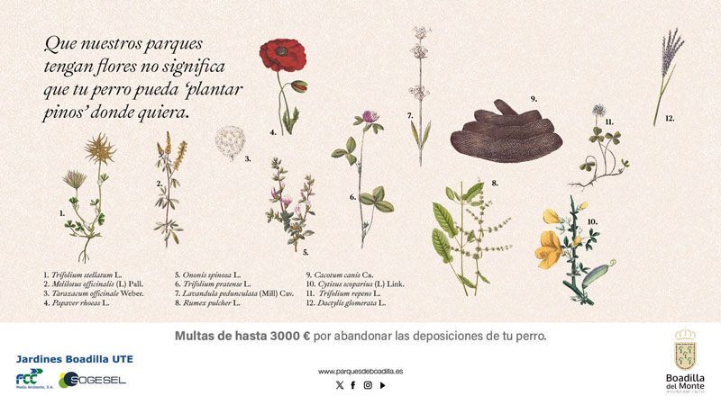 Boadilla lanza una nueva campaña para informar sobre la obligatoriedad de recoger los excrementos caninos
