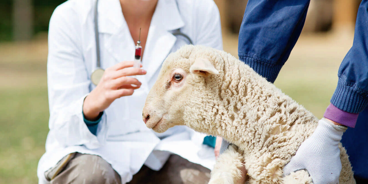 El destacado papel sanitario de la profesión veterinaria