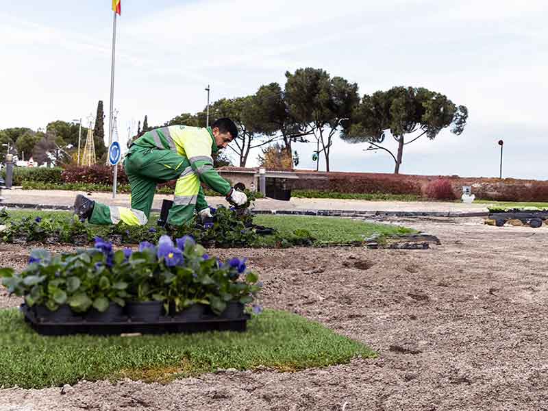 En marcha la campaña de reposición de flores de temporada correspondiente al otoño