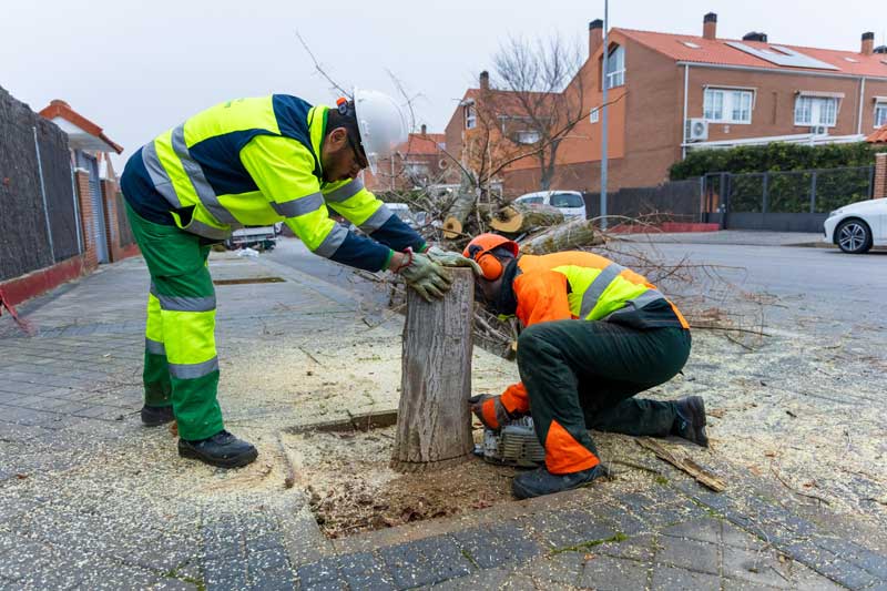 Boadilla ha iniciado su Plan anual de plantaciones, que sumará más de mil árboles