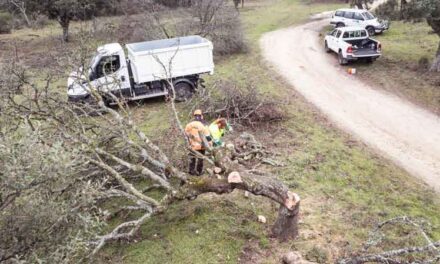 El Ayuntamiento realiza cortas de prevención y mantenimiento de árboles y ramas en el monte