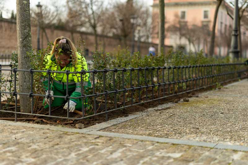 El Ayuntamiento planta casi 4000 plantas de escalonia en los parterres situados frente al Palacio