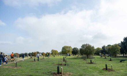 El Ayuntamiento de Pozuelo plantará más de un centenar de árboles con los que recuperará los alcorques vacíos