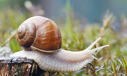 Un caracol puede dormir hasta 3 años