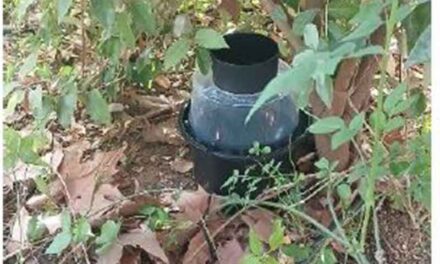 El Ayuntamiento refuerza la vigilancia del mosquito tigre con una campaña activa hasta noviembre