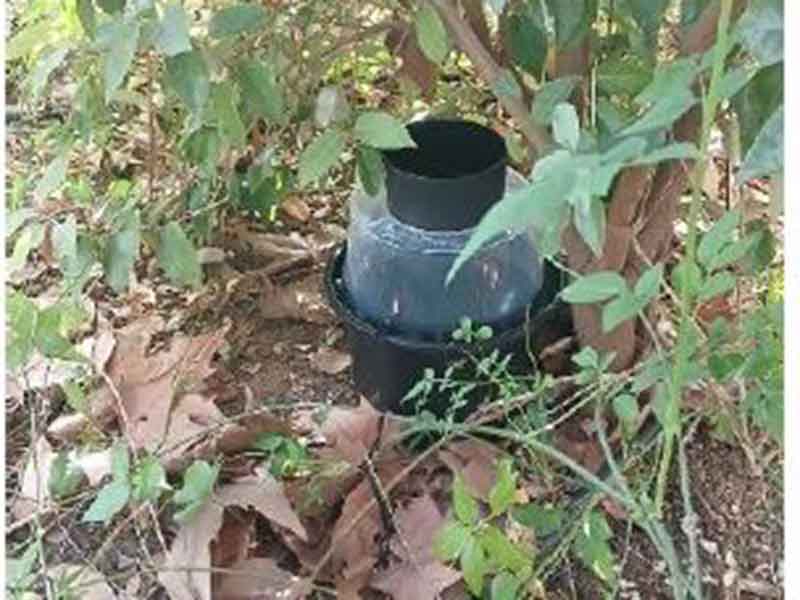 El Ayuntamiento refuerza la vigilancia del mosquito tigre con una campaña activa hasta noviembre