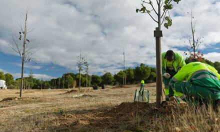 Boadilla suma más de 200 árboles nuevos en cuatro zonas verdes del municipio